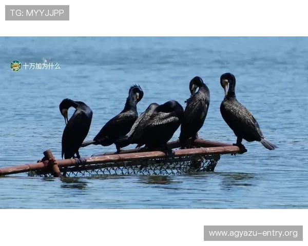 如何在AG捕鱼网投平台中快速注册账号并顺利开始你的捕鱼之旅指南